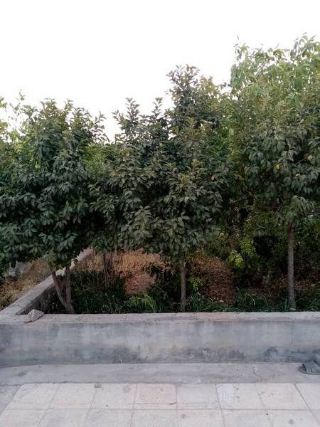 باغ در جلال آباد
