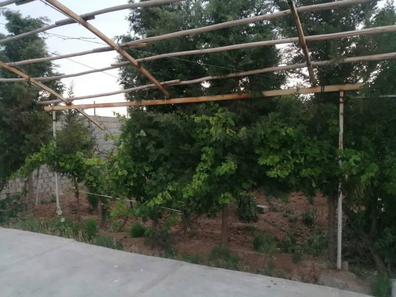 باغ در جلال آباد