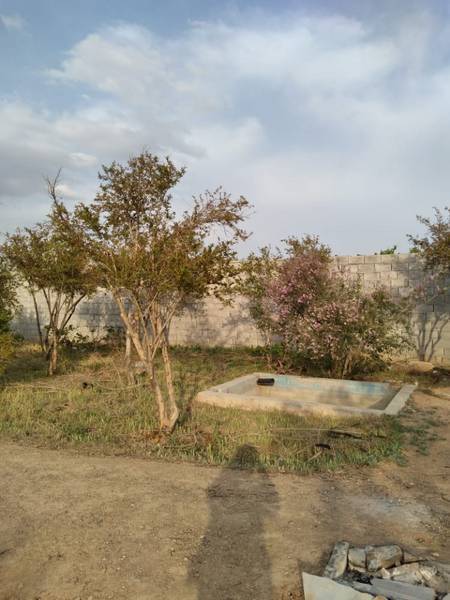 باغ در مزرعه_شیخ